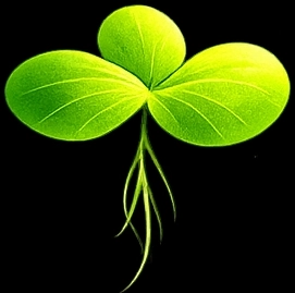 Frond